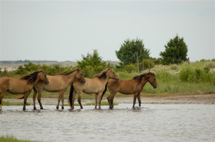 horses in a line